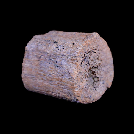 1.2" Triceratops Fossil Limb Bone Lance Creek FM Cretaceous Dinosaur WY COA