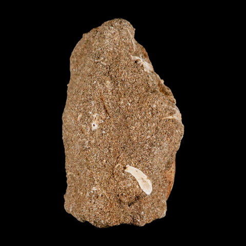 1.6" Plesiosaur Zarafasaura Tooth Fossil In Matrix Cretaceous Dinosaur Era COA - Fossil Age Minerals