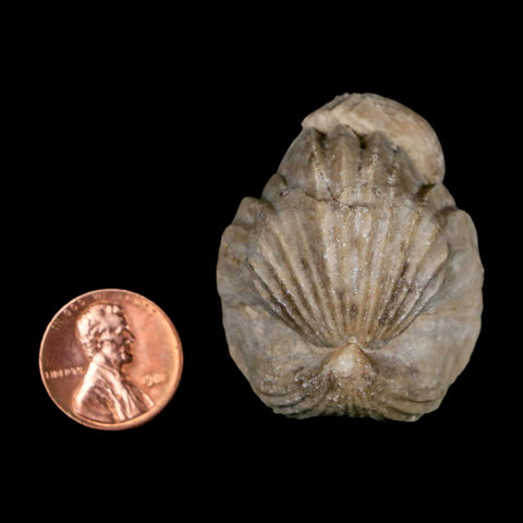 1.6" Burmirhynchia Decorata Brachiopod Fossil Jurassic Age Ardenes France