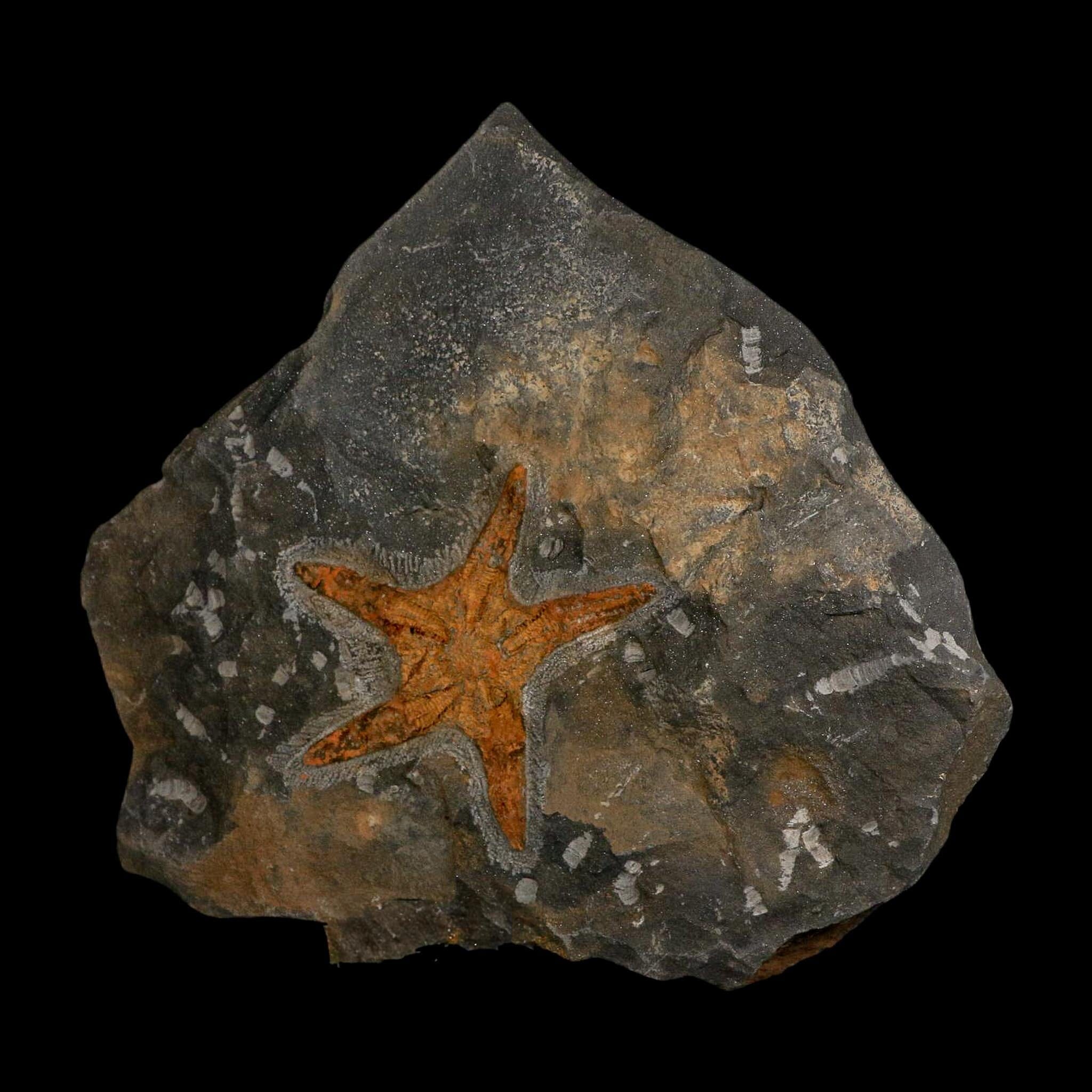 88MM Brittle Star Petraster Starfish Fossil Ordovician Age Blekus Morocco COA - Fossil Age Minerals