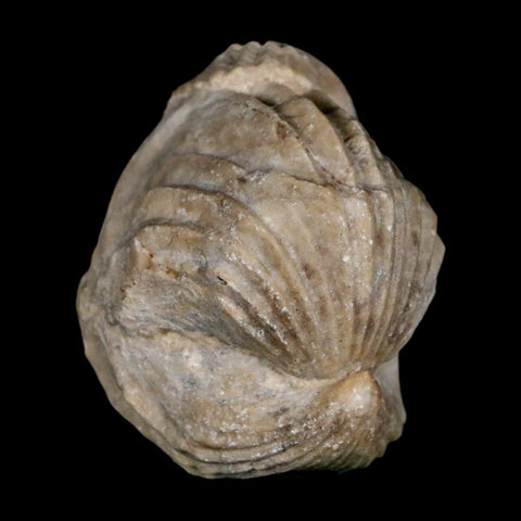 1.6" Burmirhynchia Decorata Brachiopod Fossil Jurassic Age Ardenes France