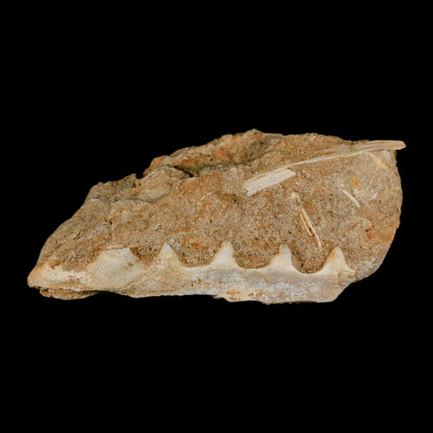 3.8" Saber Toothed Herring Fossil Tooth Jaw Section Enchodus Libycus Cretaceous Age COA - Fossil Age Minerals