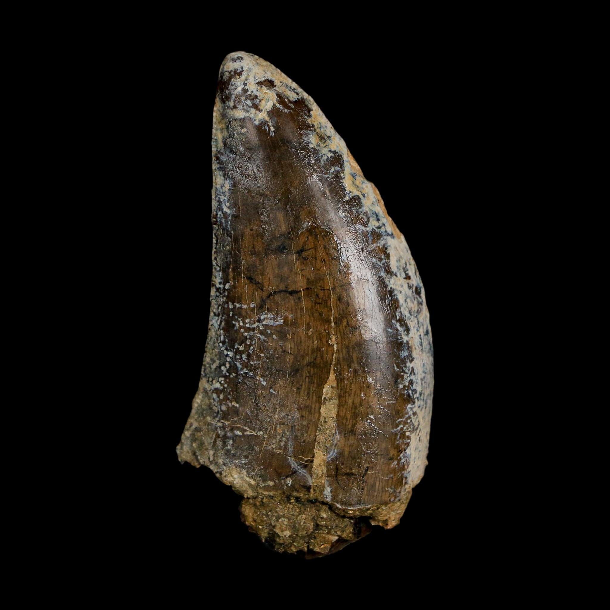 2.2" Tyrannosaurus Rex Fossil Tooth Lance Creek Cretaceous Dinosaur Wyoming COA