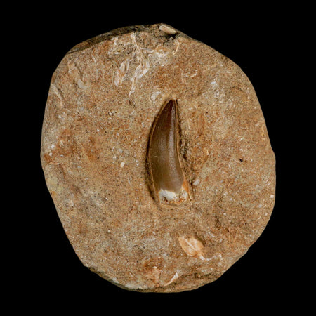 1.5" Plesiosaur Zarafasaura Tooth Fossil In Matrix Cretaceous Dinosaur Era COA