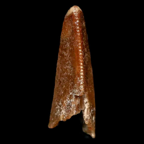 0.8" Majungasaurus Serrated Fossil Tooth Cretaceous Dinosaur Madagascar COA - Fossil Age Minerals