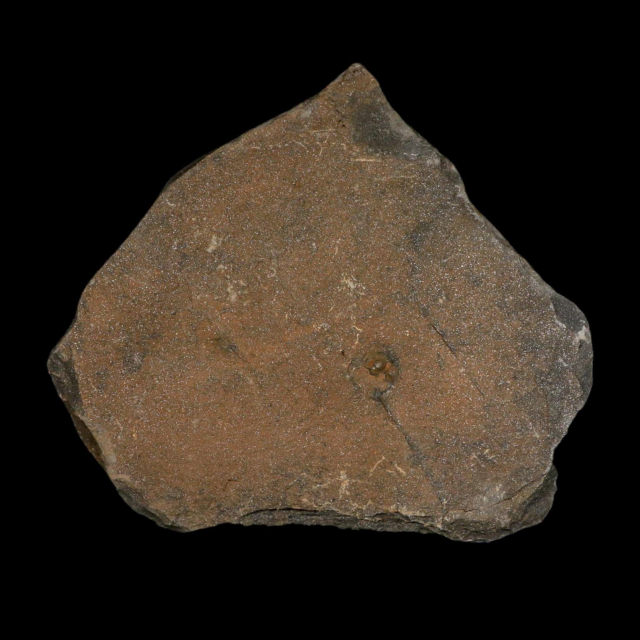 88MM Brittle Star Petraster Starfish Fossil Ordovician Age Blekus Morocco COA - Fossil Age Minerals