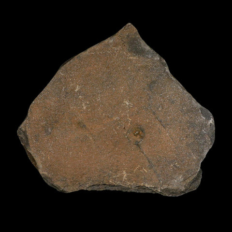 88MM Brittle Star Petraster Starfish Fossil Ordovician Age Blekus Morocco COA - Fossil Age Minerals