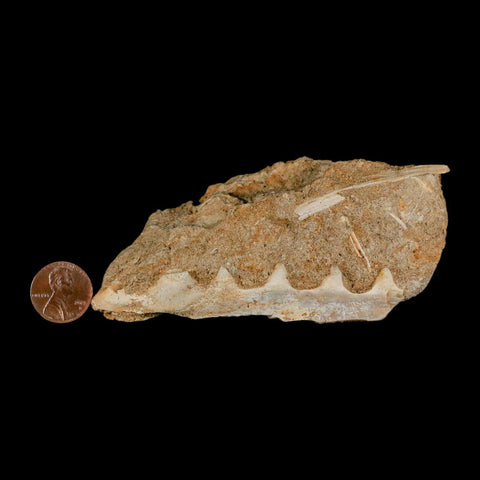 3.8" Saber Toothed Herring Fossil Tooth Jaw Section Enchodus Libycus Cretaceous Age COA - Fossil Age Minerals