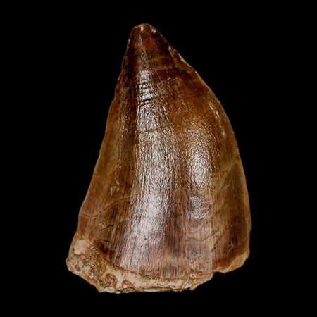 1.9" Mosasaur Prognathodon Fossil Tooth Cretaceous Dinosaur Era COA & Stand