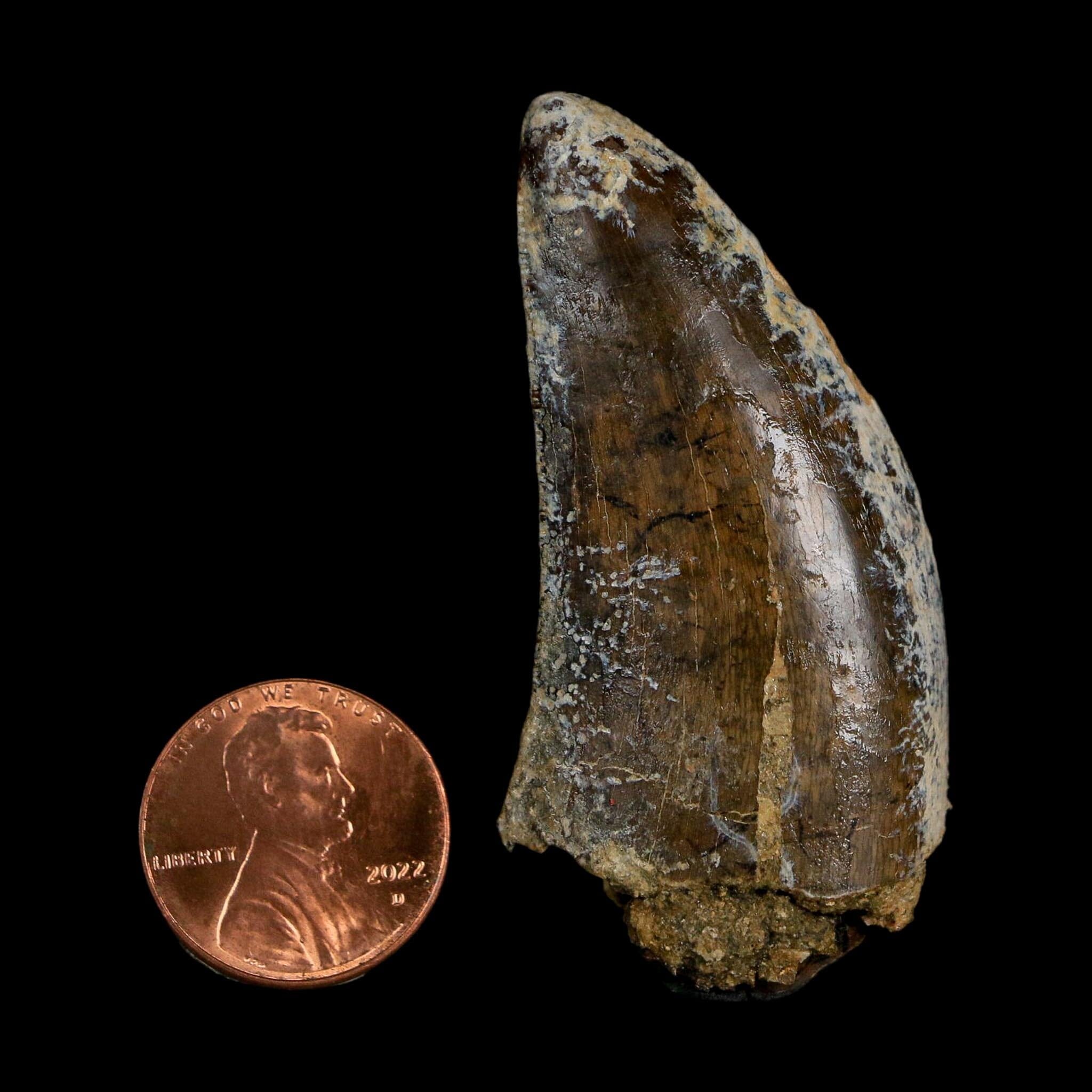 2.2" Tyrannosaurus Rex Fossil Tooth Lance Creek Cretaceous Dinosaur Wyoming COA