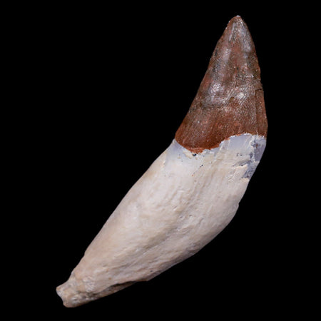 2.5" Basilosaurus Tooth 40-34 Mil Yrs Old Late Eocene COA