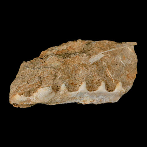 3.8" Saber Toothed Herring Fossil Tooth Jaw Section Enchodus Libycus Cretaceous Age COA - Fossil Age Minerals