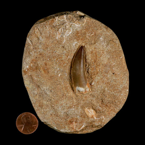 1.5" Plesiosaur Zarafasaura Tooth Fossil In Matrix Cretaceous Dinosaur Era COA - Fossil Age Minerals