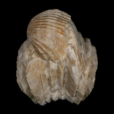 1.6" Burmirhynchia Decorata Brachiopod Fossil Jurassic Age Ardenes France