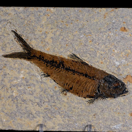 XL 4.3" Knightia Eocaena Fossil Fish Green River FM WY Eocene Age COA & Stand