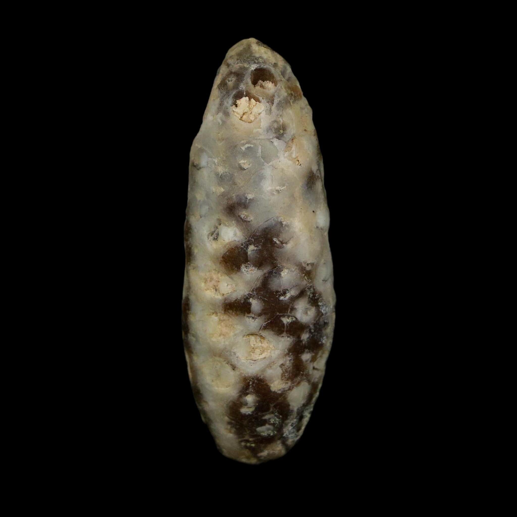 XL 2.2" Fossil Pine Cone Equicalastrobus Replaced By Agate Eocene Age Seeds Fruit - Fossil Age Minerals