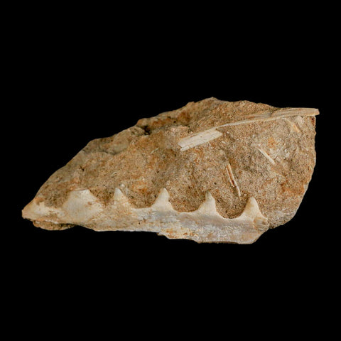 3.8" Saber Toothed Herring Fossil Tooth Jaw Section Enchodus Libycus Cretaceous Age COA - Fossil Age Minerals