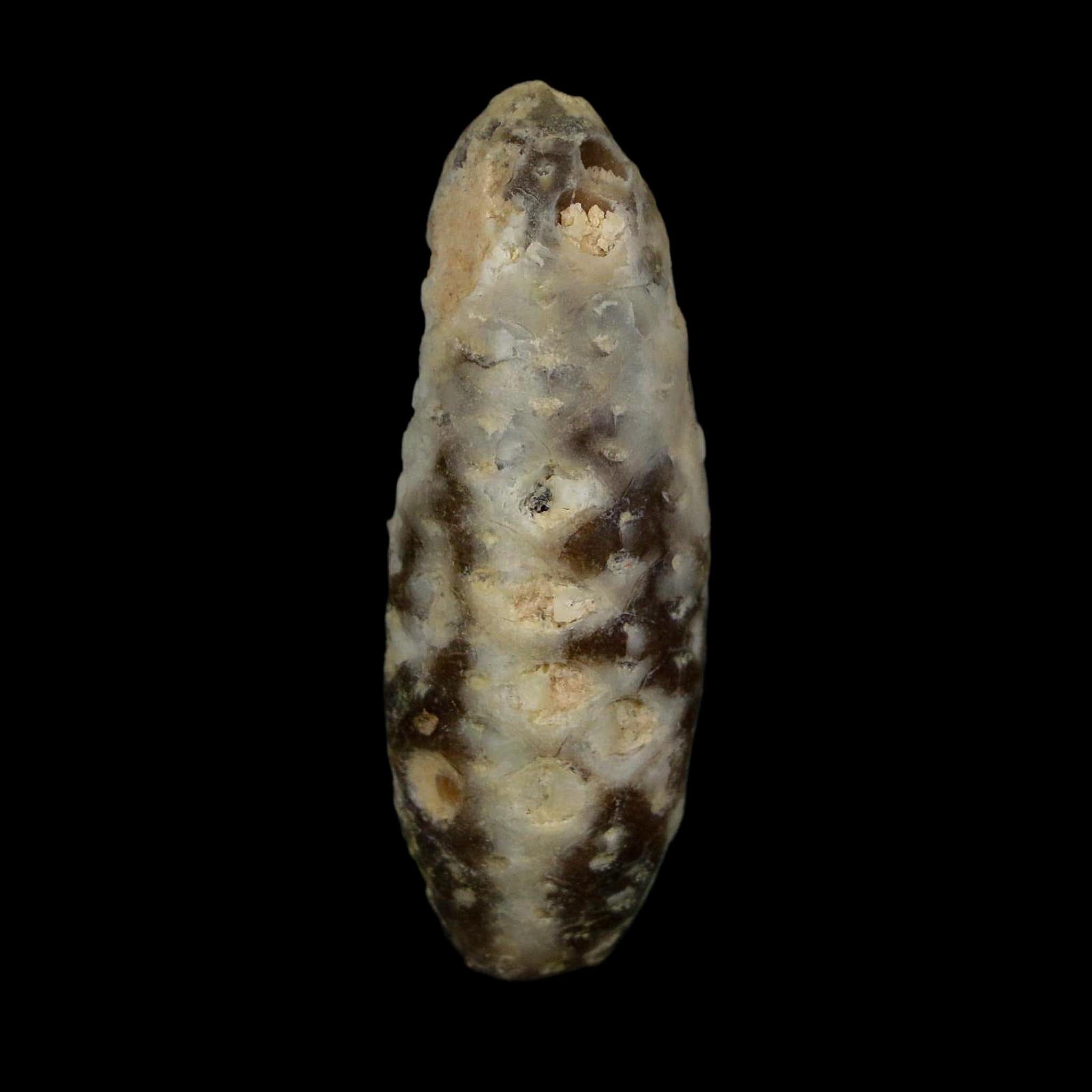XL 2.2" Fossil Pine Cone Equicalastrobus Replaced By Agate Eocene Age Seeds Fruit - Fossil Age Minerals