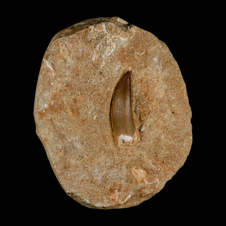 1.5" Plesiosaur Zarafasaura Tooth Fossil In Matrix Cretaceous Dinosaur Era COA
