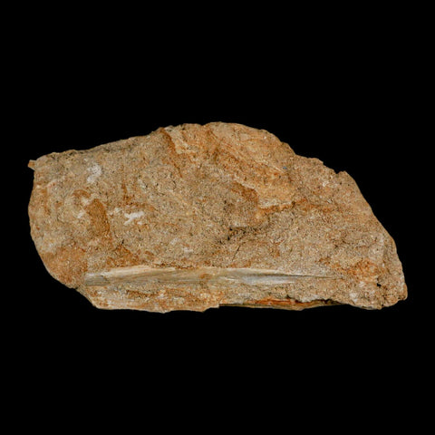 3.8" Saber Toothed Herring Fossil Tooth Jaw Section Enchodus Libycus Cretaceous Age COA - Fossil Age Minerals
