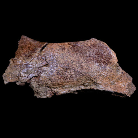 XL 8" Triceratops Fossil Skull Bone Lance Creek FM Cretaceous Dinosaur WY COA - Fossil Age Minerals