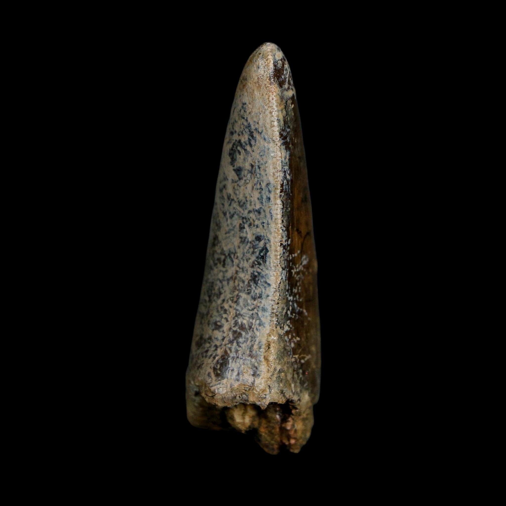 2.2" Tyrannosaurus Rex Fossil Tooth Lance Creek Cretaceous Dinosaur Wyoming COA