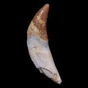 2.3" Basilosaurus Tooth 40-34 Mil Yrs Old Late Eocene COA