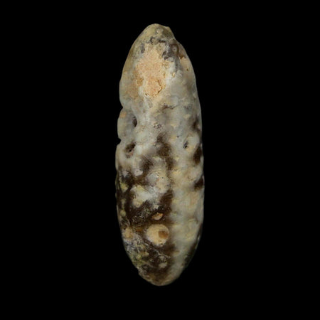 XL 2.2" Fossil Pine Cone Equicalastrobus Replaced By Agate Eocene Age Seeds Fruit