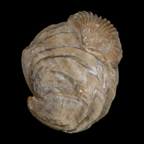 1.6" Burmirhynchia Decorata Brachiopod Fossil Jurassic Age Ardenes France