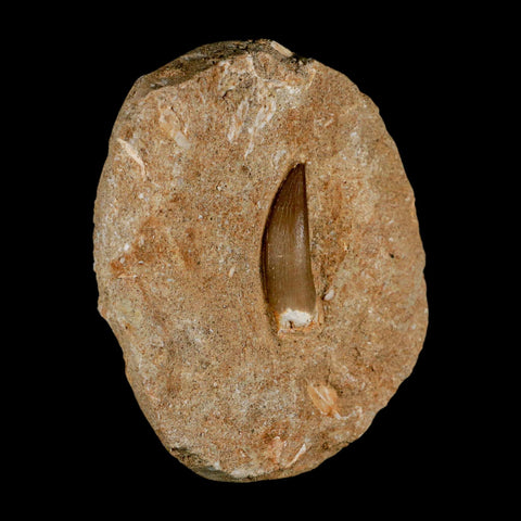 1.5" Plesiosaur Zarafasaura Tooth Fossil In Matrix Cretaceous Dinosaur Era COA - Fossil Age Minerals