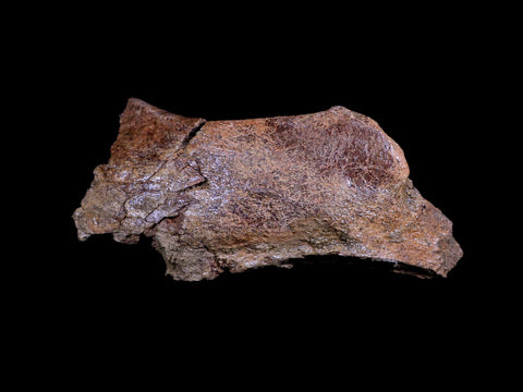 XL 8" Triceratops Fossil Skull Bone Lance Creek FM Cretaceous Dinosaur WY COA - Fossil Age Minerals
