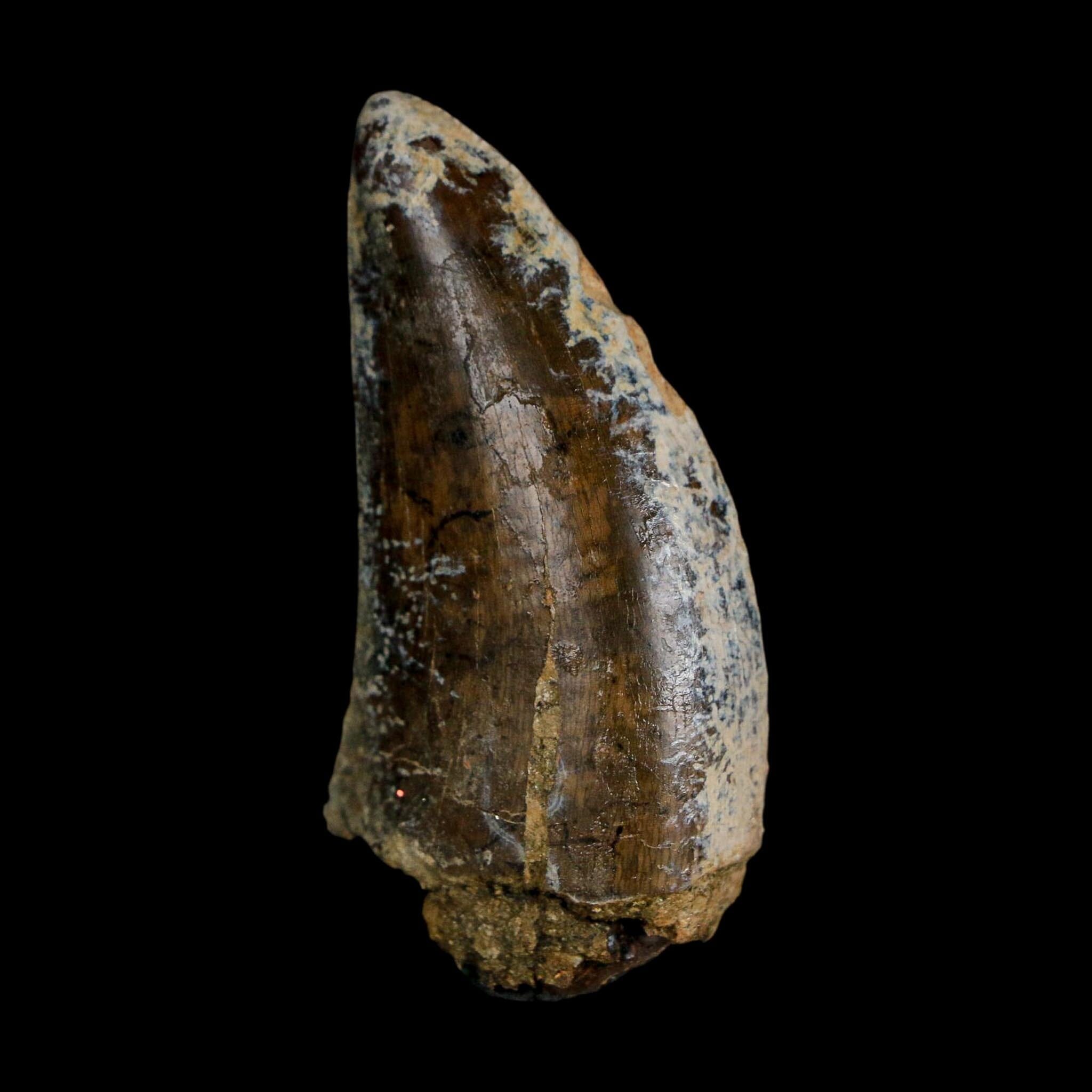 2.2" Tyrannosaurus Rex Fossil Tooth Lance Creek Cretaceous Dinosaur Wyoming COA