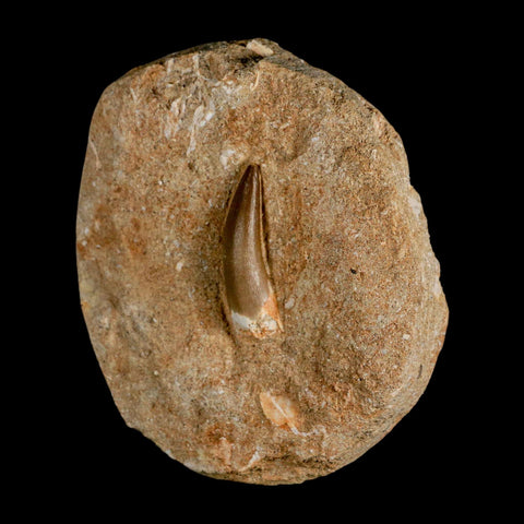 1.5" Plesiosaur Zarafasaura Tooth Fossil In Matrix Cretaceous Dinosaur Era COA - Fossil Age Minerals