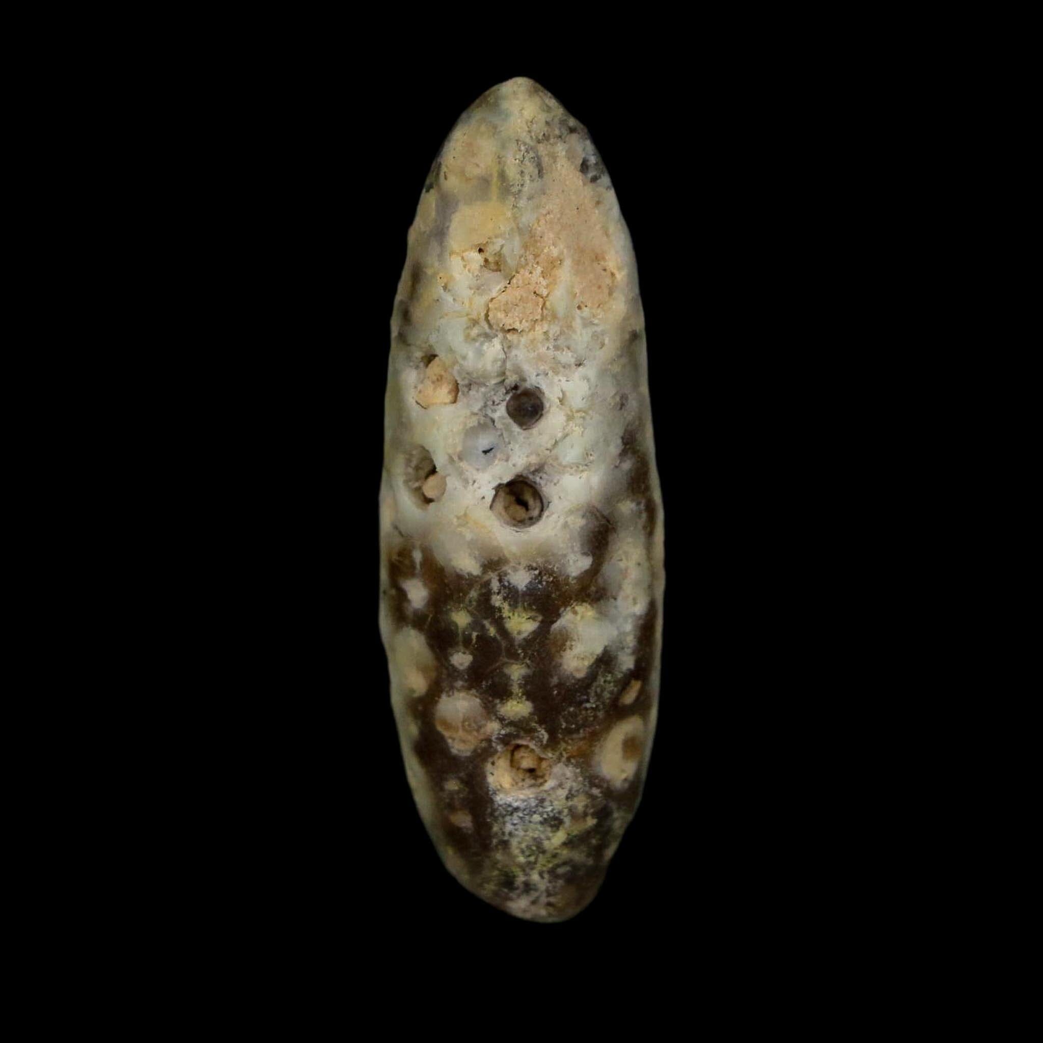 XL 2.2" Fossil Pine Cone Equicalastrobus Replaced By Agate Eocene Age Seeds Fruit - Fossil Age Minerals