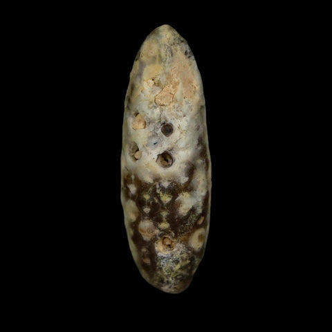 XL 2.2" Fossil Pine Cone Equicalastrobus Replaced By Agate Eocene Age Seeds Fruit