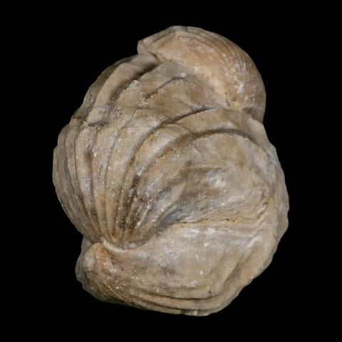 1.6" Burmirhynchia Decorata Brachiopod Fossil Jurassic Age Ardenes France