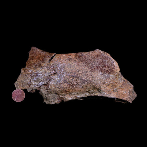 XL 8" Triceratops Fossil Skull Bone Lance Creek FM Cretaceous Dinosaur WY COA - Fossil Age Minerals