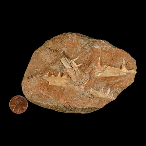 3.6" Saber Toothed Herring Fossil Tooth Jaw Section Enchodus Libycus Cretaceous Age COA - Fossil Age Minerals