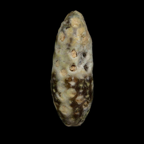 XL 2.2" Fossil Pine Cone Equicalastrobus Replaced By Agate Eocene Age Seeds Fruit