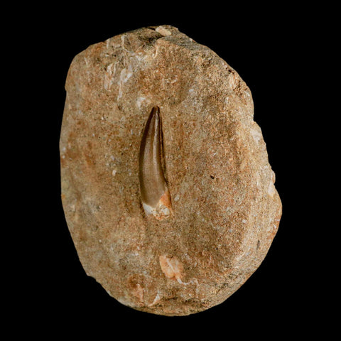 1.5" Plesiosaur Zarafasaura Tooth Fossil In Matrix Cretaceous Dinosaur Era COA - Fossil Age Minerals