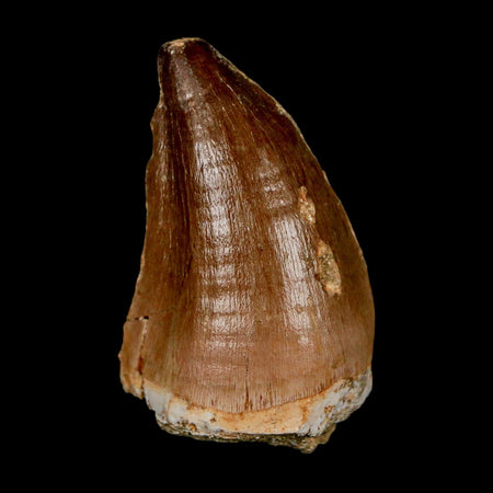 XL 2.1" Mosasaur Prognathodon Fossil Tooth Cretaceous Dinosaur Era COA & Stand