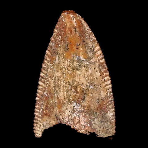 0.7" Majungasaurus Serrated Fossil Tooth Cretaceous Dinosaur Madagascar COA - Fossil Age Minerals