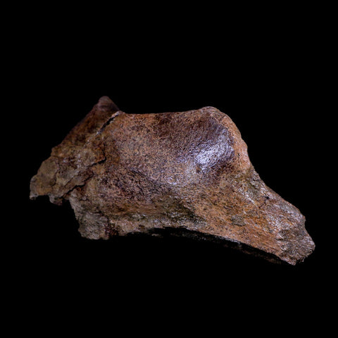XL 8" Triceratops Fossil Skull Bone Lance Creek FM Cretaceous Dinosaur WY COA - Fossil Age Minerals