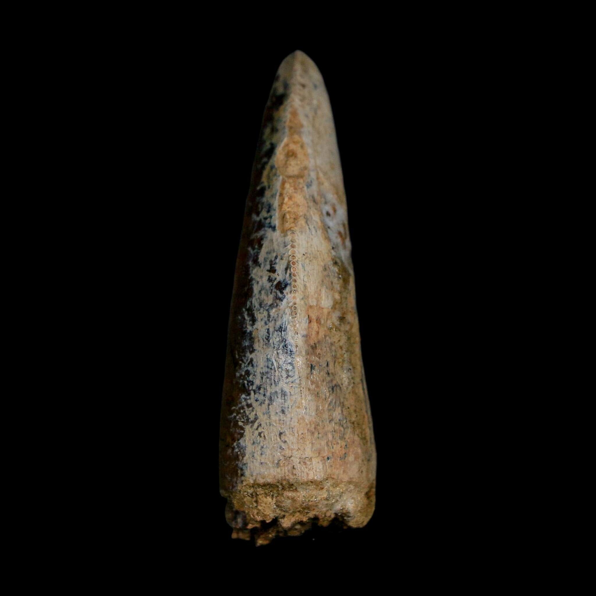 2.2" Tyrannosaurus Rex Fossil Tooth Lance Creek Cretaceous Dinosaur Wyoming COA