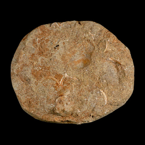1.5" Plesiosaur Zarafasaura Tooth Fossil In Matrix Cretaceous Dinosaur Era COA - Fossil Age Minerals