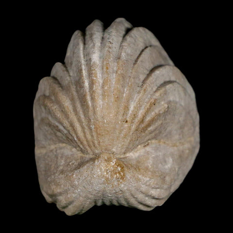 1.5" Burmirhynchia Decorata Brachiopod Fossil Jurassic Age Ardenes France