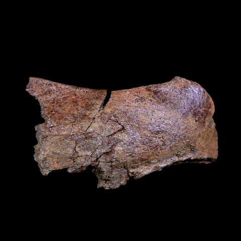 XL 8" Triceratops Fossil Skull Bone Lance Creek FM Cretaceous Dinosaur WY COA - Fossil Age Minerals