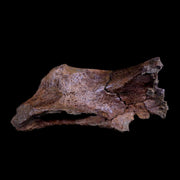 XL 8" Triceratops Fossil Skull Bone Lance Creek FM Cretaceous Dinosaur WY COA