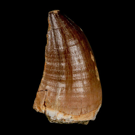 XL 2.1" Mosasaur Prognathodon Fossil Tooth Cretaceous Dinosaur Era COA & Stand