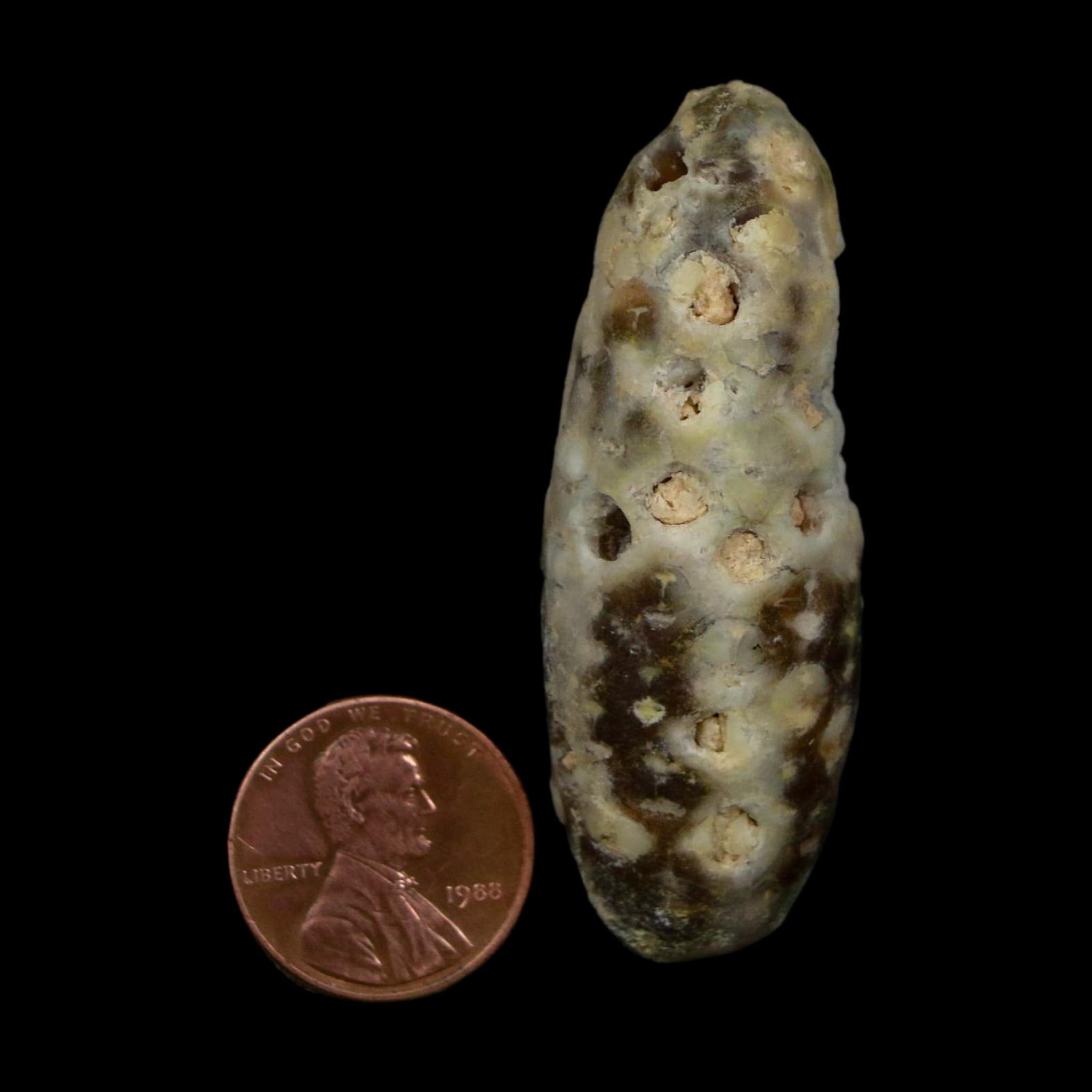 XL 2.2" Fossil Pine Cone Equicalastrobus Replaced By Agate Eocene Age Seeds Fruit - Fossil Age Minerals